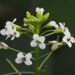 Rorippa microphylla (One-rowed Watercress) at Cotter River, ACT - 12 Dec 2015 by KenT