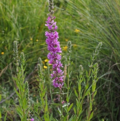 Lythrum salicaria (Purple Loosestrife) at Lower Cotter Catchment - 12 Dec 2015 by KenT