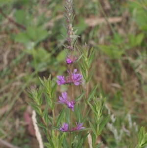 Lythrum salicaria at Cotter River, ACT - 13 Dec 2015 08:59 AM