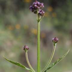 Verbena incompta (Purpletop) at Cotter River, ACT - 13 Dec 2015 by KenT