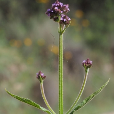 Verbena incompta (Purpletop) at Lower Cotter Catchment - 12 Dec 2015 by KenT