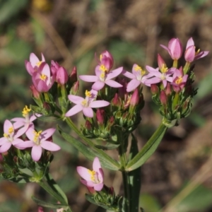 Centaurium erythraea at Cotter River, ACT - 13 Dec 2015