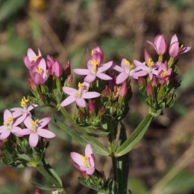 Centaurium erythraea (Common Centaury) at Lower Cotter Catchment - 12 Dec 2015 by KenT