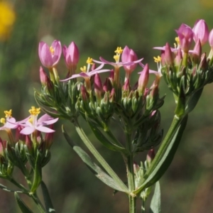 Centaurium erythraea at Cotter River, ACT - 13 Dec 2015