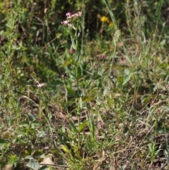 Centaurium erythraea at Cotter River, ACT - 13 Dec 2015