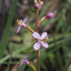 Stylidium graminifolium (Grass Triggerplant) at Cotter River, ACT - 12 Dec 2015 by KenT