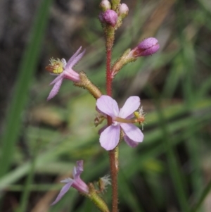 Stylidium graminifolium at Cotter River, ACT - 13 Dec 2015