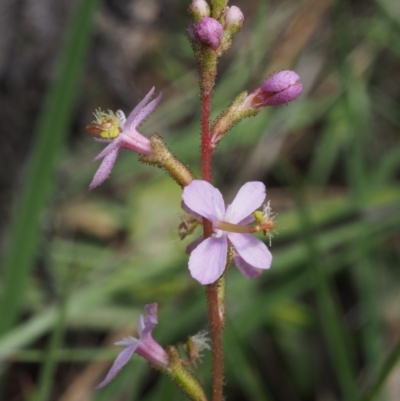 Stylidium graminifolium (Grass Triggerplant) at Cotter River, ACT - 12 Dec 2015 by KenT