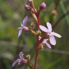 Stylidium graminifolium at Cotter River, ACT - 13 Dec 2015