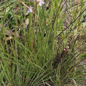 Stylidium graminifolium at Cotter River, ACT - 13 Dec 2015