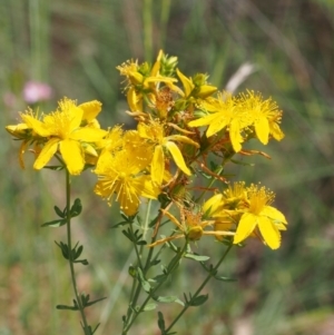 Hypericum perforatum at Cotter River, ACT - 13 Dec 2015