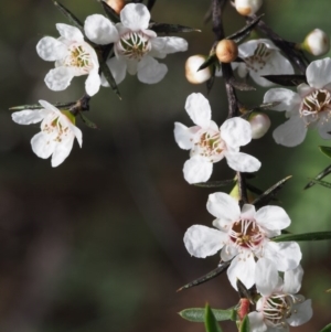 Leptospermum continentale at Cotter River, ACT - 13 Dec 2015