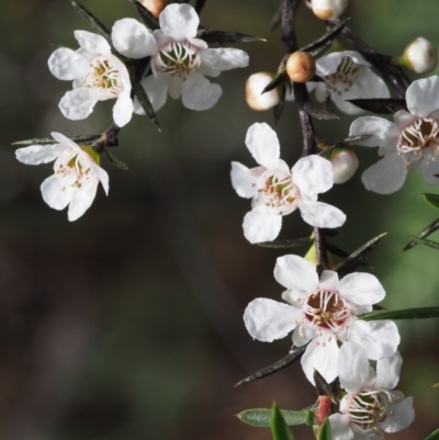 Leptospermum continentale (Prickly Teatree) at Lower Cotter Catchment - 12 Dec 2015 by KenT