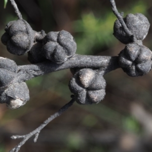 Leptospermum continentale at Cotter River, ACT - 13 Dec 2015