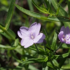 Epilobium billardiereanum (Willowherb) at Lower Cotter Catchment - 12 Dec 2015 by KenT