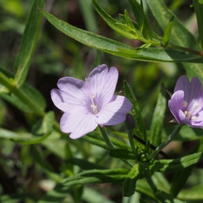 Epilobium billardiereanum (Willowherb) at Cotter River, ACT - 12 Dec 2015 by KenT