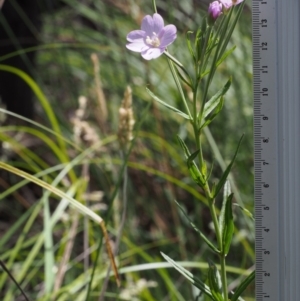 Epilobium billardiereanum at Cotter River, ACT - 13 Dec 2015