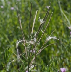 Epilobium billardiereanum at Cotter River, ACT - 13 Dec 2015