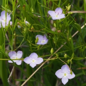 Veronica gracilis at Cotter River, ACT - 13 Dec 2015 11:34 AM