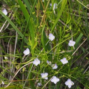 Veronica gracilis at Cotter River, ACT - 13 Dec 2015 11:34 AM