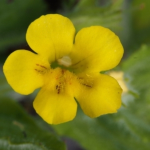 Erythranthe moschata at Cotter River, ACT - 13 Dec 2015