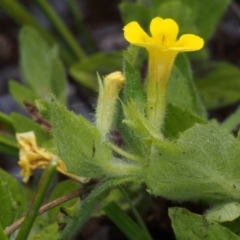 Erythranthe moschata at Cotter River, ACT - 13 Dec 2015