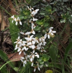 Olearia myrsinoides (Blush Daisy Bush) at Lower Cotter Catchment - 13 Dec 2015 by KenT