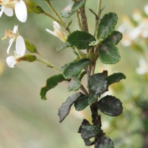 Olearia myrsinoides at Cotter River, ACT - 13 Dec 2015