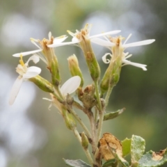 Olearia myrsinoides at Cotter River, ACT - 13 Dec 2015