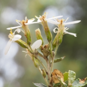 Olearia myrsinoides at Cotter River, ACT - 13 Dec 2015