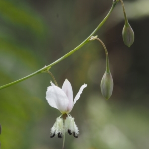 Arthropodium milleflorum at Cotter River, ACT - 13 Dec 2015 12:53 PM