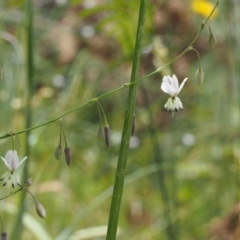 Arthropodium milleflorum at Cotter River, ACT - 13 Dec 2015 12:53 PM