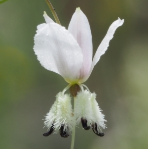 Arthropodium milleflorum at Cotter River, ACT - 13 Dec 2015 12:53 PM