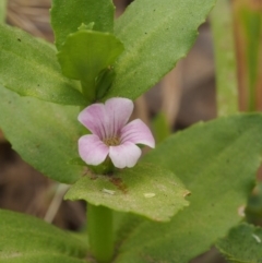 Gratiola peruviana (Australian Brooklime) at Lower Cotter Catchment - 13 Dec 2015 by KenT