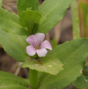 Gratiola peruviana at Cotter River, ACT - 13 Dec 2015