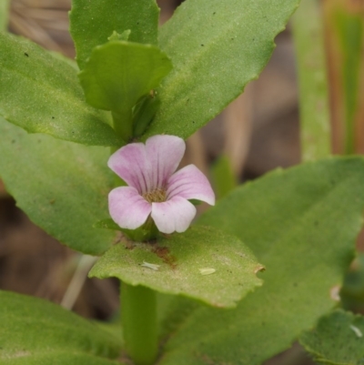 Gratiola peruviana (Australian Brooklime) at Cotter River, ACT - 13 Dec 2015 by KenT