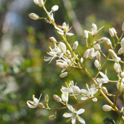 Bursaria spinosa (Native Blackthorn, Sweet Bursaria) at Cotter River, ACT - 22 Dec 2015 by KenT