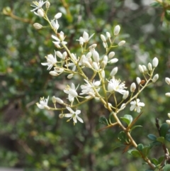 Bursaria spinosa at Cotter River, ACT - 23 Dec 2015