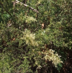 Bursaria spinosa at Cotter River, ACT - 23 Dec 2015