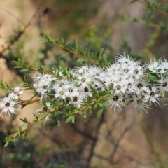 Kunzea ericoides (Burgan) at Lower Cotter Catchment - 22 Dec 2015 by KenT