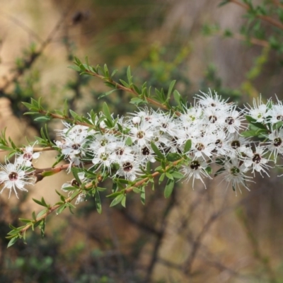 Kunzea ericoides (Burgan) at Cotter River, ACT - 22 Dec 2015 by KenT