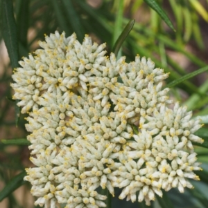 Cassinia longifolia at Cotter River, ACT - 23 Dec 2015