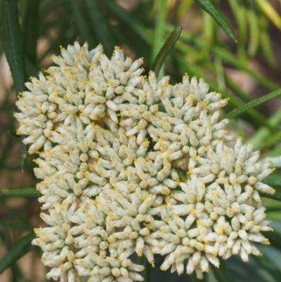 Cassinia longifolia (Shiny Cassinia, Cauliflower Bush) at Lower Cotter Catchment - 23 Dec 2015 by KenT