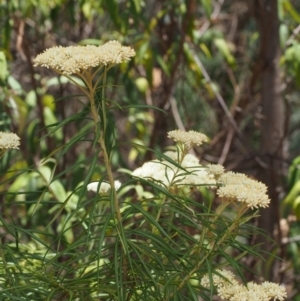 Cassinia longifolia at Cotter River, ACT - 23 Dec 2015