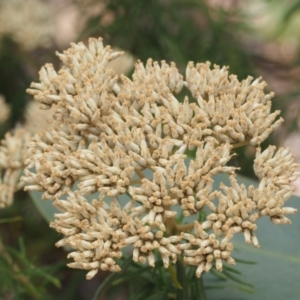 Cassinia aculeata subsp. aculeata at Cotter River, ACT - 23 Dec 2015