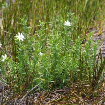 Stellaria pungens (Prickly Starwort) at Cotter River, ACT - 10 Dec 2015 by KenT