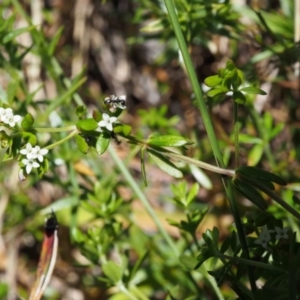 Asperula gunnii at Cotter River, ACT - 10 Dec 2015 12:23 PM