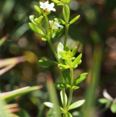 Asperula gunnii at Cotter River, ACT - 10 Dec 2015 12:23 PM