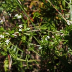 Asperula gunnii at Cotter River, ACT - 10 Dec 2015 12:23 PM