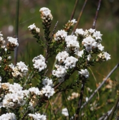 Epacris breviflora (Drumstick Heath) at Cotter River, ACT - 10 Dec 2015 by KenT